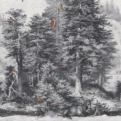Paneeli Mystinen metsä linnut